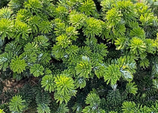 Пихта корейская Бриллиант